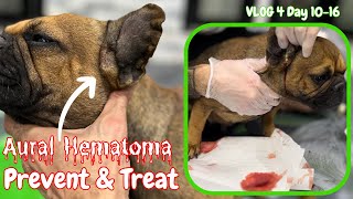 Breeding Dogs: The RAW Truth! Expert Techniques! Hematoma & Aspiration Pneumonia prevention!