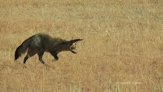 Bat-Eared Fox Foraging