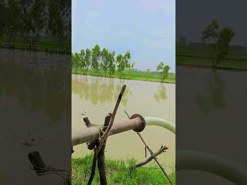 #song#dhaan#ki paudh lagne ke@liye#khet#taiyaar,,,