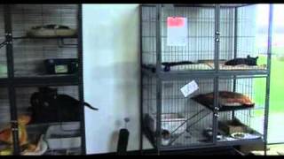 SPCA/PetSmart Adoption Weekend