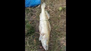 Tony martwych ryb! Trucicza zabija  ryby w rzece Odra. Katastrofa Ekologiczna