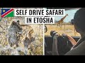 Self Drive Safari In Etosha National Park | Namibia Travel Vlog