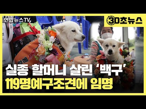[30초뉴스] <strong>실종</strong> <strong>할머니</strong> 살린 &amp;#39;백구&amp;#39;…은혜 갚아 119명예구조견 되다 / 연합뉴스TV (YonhapnewsTV)