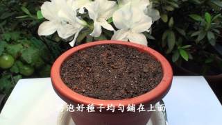 紫蘇種植.成長.食譜