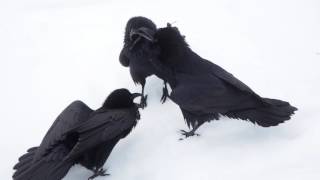 Raven Singing Trio