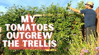 HOW TO TOP TOMATO PLANTS // What to Do When Your Tomatoes Get Too Tall // Talking Tomatoes Episode 3