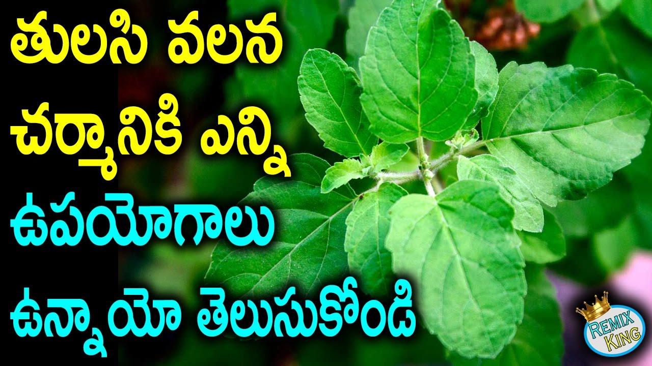 How Basil Leaves can Help Your Skin తులసి వల్ల చర్మానికి ఎన్ని లాభాలో Health Tips in Telugu