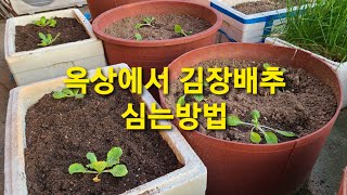 옥상에서 김장배추 심어요 옥상에서 김장배추 심어요