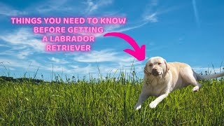 Important things to know before getting a Labrador Retriever! #advice