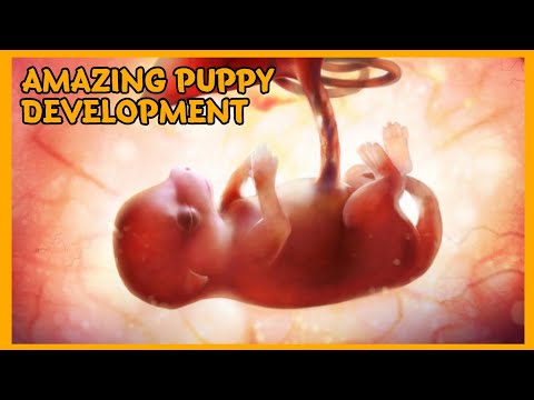 AMAZING PUPPY DEVELOPMENT INSIDE THE WOMB | PROGRESS || PRINCESS SHIH TZU FUR LIFE