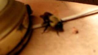 bumblebee.AVI News