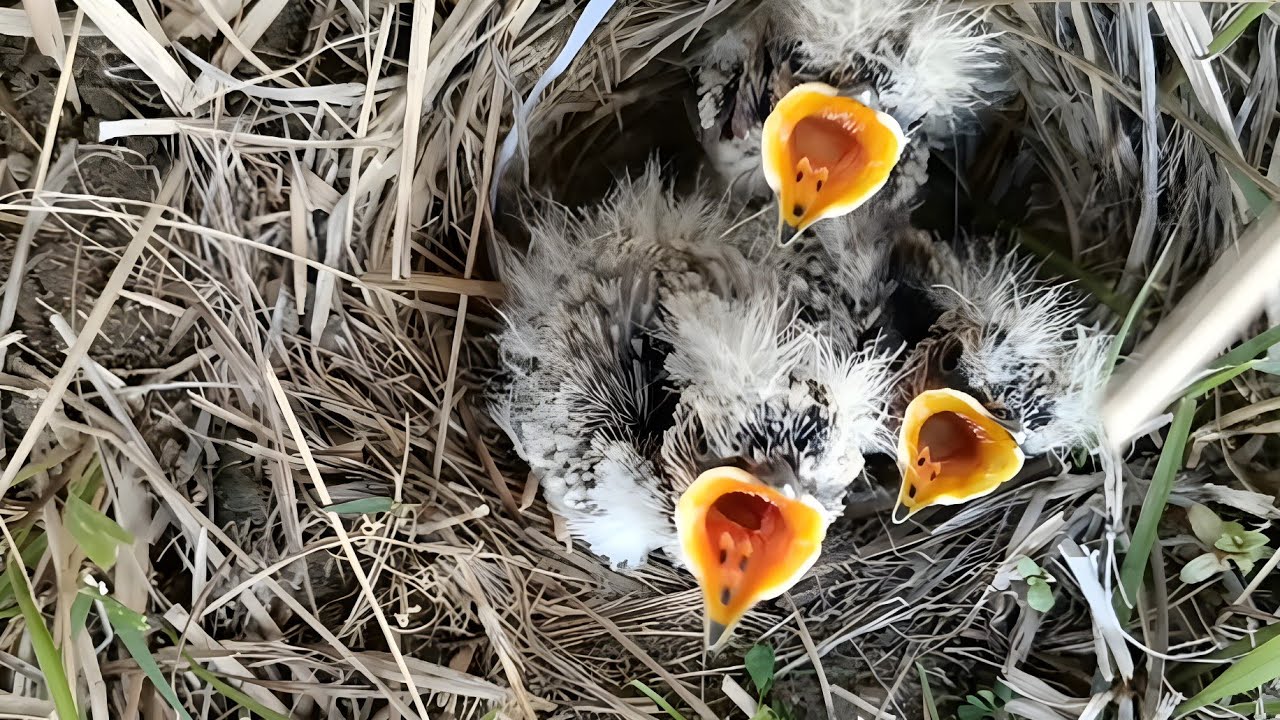 Skylarks bird feeding her babies birdnature1901 YouTube