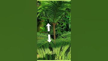 Araucaria  christmas tree | plantinfo