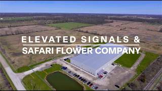 From Canada to Global Markets: How Safari Flower Co. Built an Operation They Could Scale