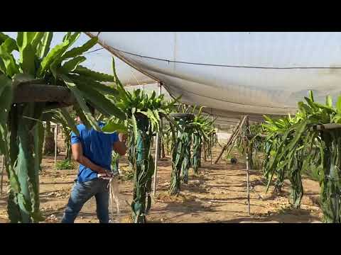 فيديو: صعوبات في زراعة التنين