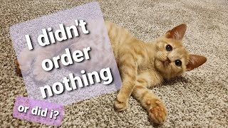 omg what did the kitten just order online 🙀 by Kitty Committee 46 views 3 years ago 26 seconds
