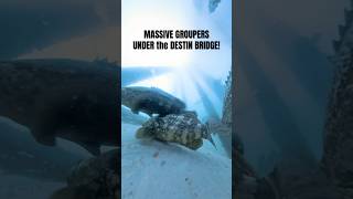 Camera drop into massive goliath grouper den under the Destin Bridge @insta360 #insta360
