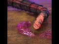 Shin Godzilla's tail regenerates #godzilla