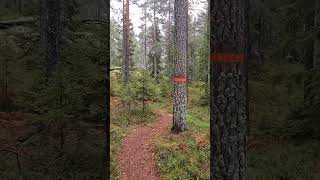 Calming 🧘‍♀️ #sweden #nature #forest #relax #calm #explore #mindfulness #Scandinavia #trail #green