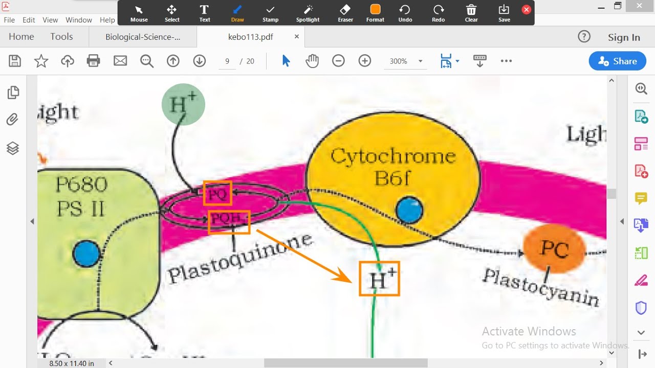 Photosynthesis - Chemiosmosis and its role in ATP synthesis in