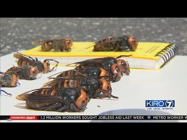 VIDEO: KIRO 7 gets up close look at effort to hunt down Murder Hornets class=