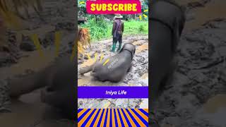 அவன அனுப்புங்க சார்! Elephant comedy #shorts #shortsfeed #elephantcomedy