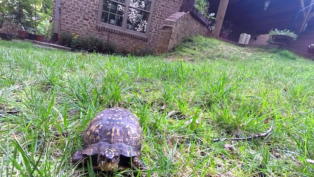 Turtle Eating Mushroom YouTube