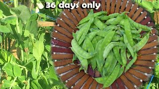 v84: Fast Growing/Early Harvest Crop | How to Grow Sweet Peas? Gardening ideas