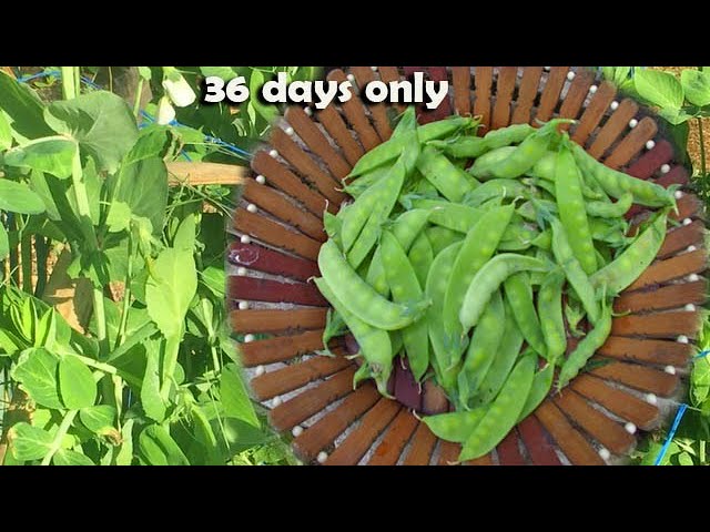 Fast Growing/Early Harvest Crop | How I Grow Sweet Peas/Sugar Peas/Garden Peas for Personal Use. class=