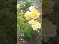 color como el sol, #lindo #brillantes #amarillo #viral #parati
