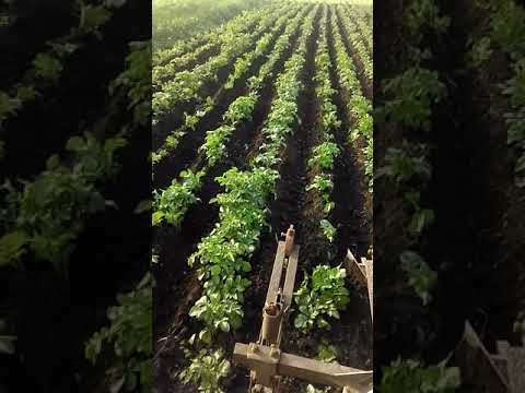 Обгортання картоплі саморобним