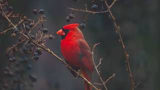 Oiseau Nature