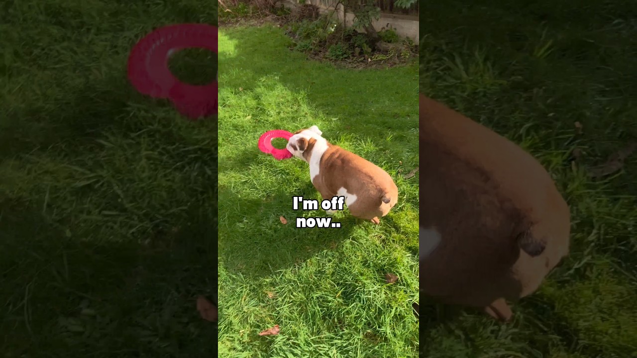 Sunny day and a bulldog 🌞🥔 #bulldog #shorts #dog