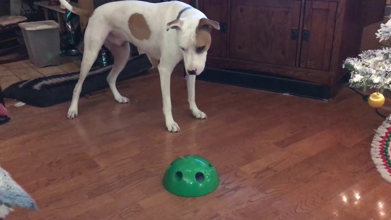 Lukie gets a cat toy for Christmas.. YouTube