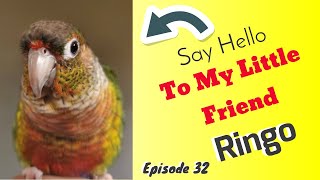 Do Green Cheek Conures make good pets?