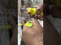 KUŞLAR MANTAR HASTALIĞI TEDAVİSİ