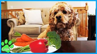 Logan Taste Tests Vegetables / Logan The Adventure Dog by Logan The Adventure Dog 59,102 views 4 years ago 5 minutes, 7 seconds