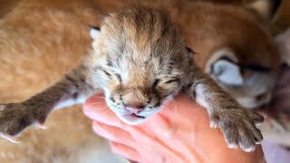 The first weighing of lynx kittens / I feed the lynx Umka after childbirth