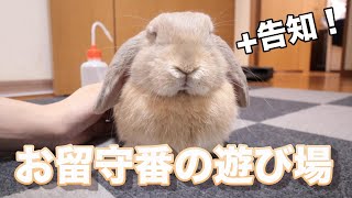 ゲージ拡張してもらったホーランドロップのうさぎさん+『お知らせ』#036