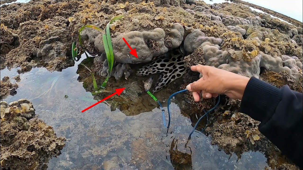 Buset..!! Kepalanya sampai nongol di pancing belutnya langsung ngamuk, Tarikannya keras banget