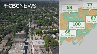 How your neighbourhood trees are keeping you cool in the summer