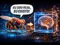 MOSCA VIRTUAL - Clonaram cérebro de mosca em uma SIMULAÇÃO