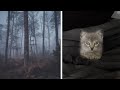 Vlog01: The foggy forest and a new kitten