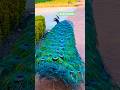 Peacocks 🦚🍀 Peacock 🦚 Peacock Party! 🎉 #birds #peacock #wildlife #oldies
