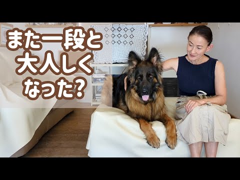 1/6 12インチ ジャーマン・シェパード 寝姿勢 1/6 12インチ ジャーマン・シェパード 寝姿勢 - メルカリ
