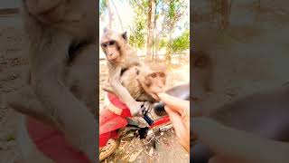 monkeys very smart animals #funnypets #zoo #pets #zoo #funny #fun #animals