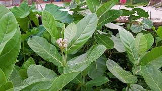 Samsung Galaxy A70 Camera Video Test - Akanda Tree screenshot 4