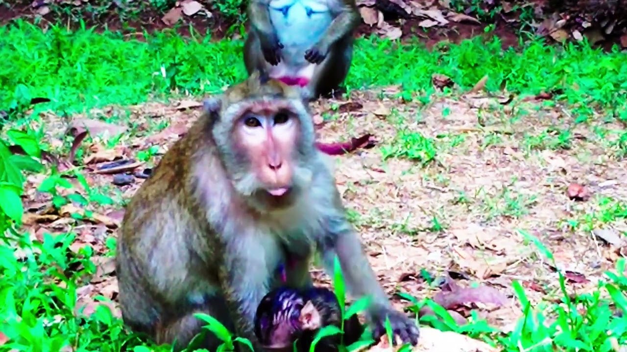 A little baby monkey had a great time with mommy.