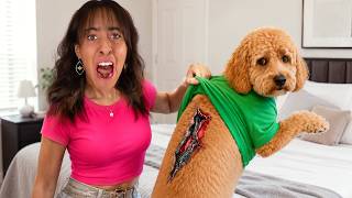 My Dog has an UNKOWN VIRUS! *IS HE GOING TO DIE?!*