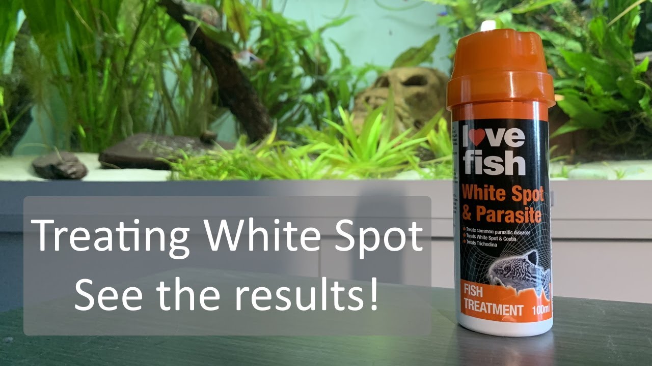 Treating White Spot in Aquariums Love Fish White Spot & Parasite